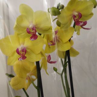 Planta 0rquidea Phalaenopsis AMARILLA 2 varas.
