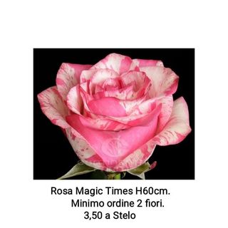 Rosa Magic Times 60 cm - 1 stelo