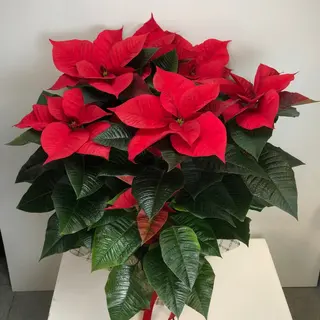 Stella Di Natale Premium