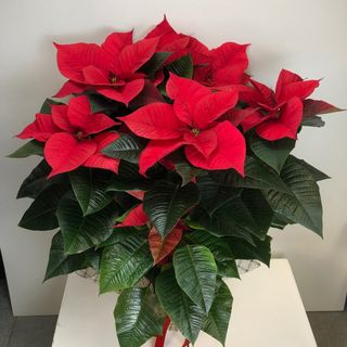 Stella Di Natale Premium