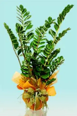 Zamia