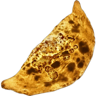  Calzone   Senior