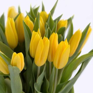 Жовтий тюльпан