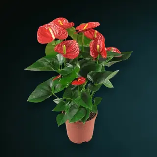 Anthurium (Floarea Flamingo)