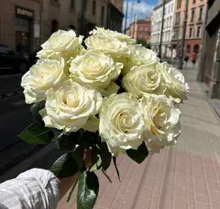 Róża biała