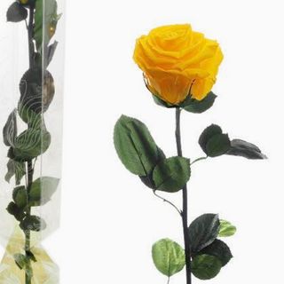Rosa amarilla preservada de tallo largo