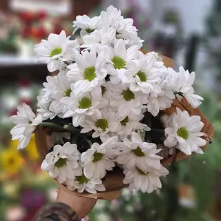 Margaritas crisantemo blanca