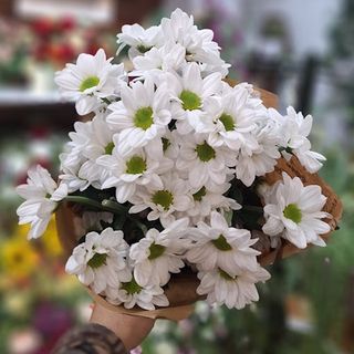 Margaritas crisantemo blanca