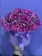 იასამნისფერი გიფსოფილა