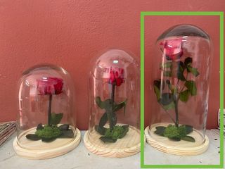 Cúpula Preservada 30Cm