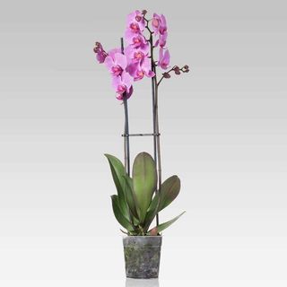 Orhidee Phalaenopsis roz intens