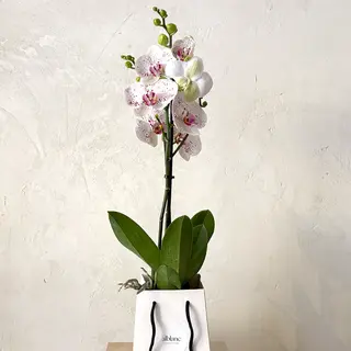Orquídea blanca en caja