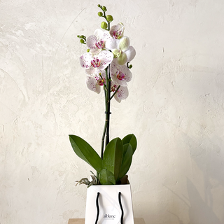 Orquídea blanca