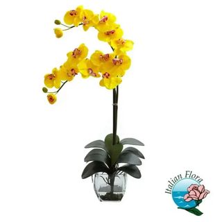 Pianta di orchidea phalaenopsis gialla