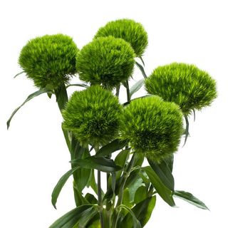 Diantus zieliony 11 szt.