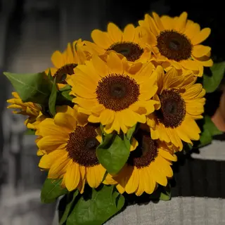 Sunflower silence