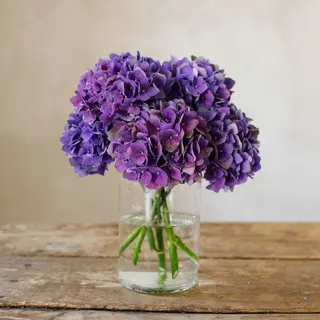 Ramo de 3 hortensias violetas