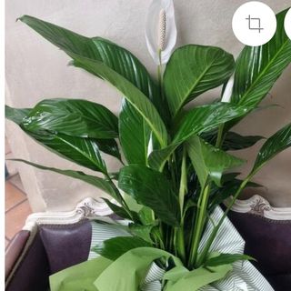 pianta di spadifilium media 