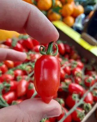 Datterino 100 % Siciliano 900 gr