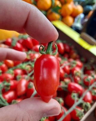 Datterino 100 % Siciliano 400 gr 