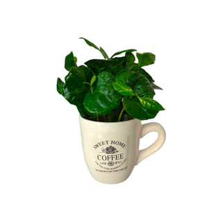 Vaso Coffea Arábica | Planta do café com caneca