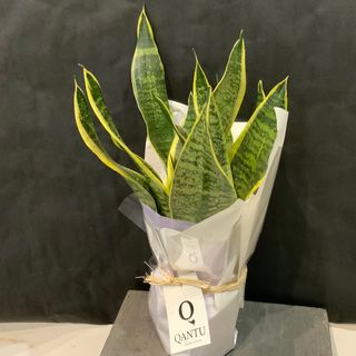 Sansevieria