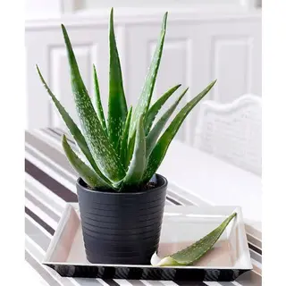 Aloe Aristata