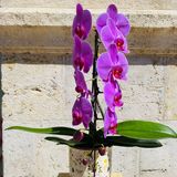 Orquídea Cascada con Maceta de Flores