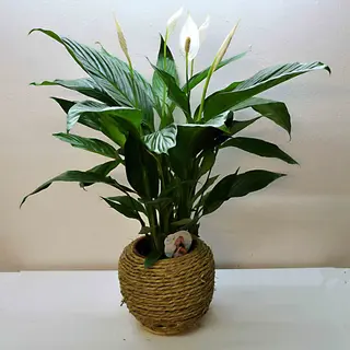 SPATHIPHYLLUM