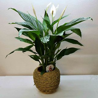 SPATHIPHYLLUM