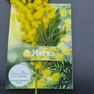 Busta mimosa 
