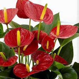 Anthurium 