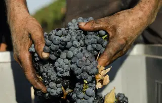 Vino Manduria rosso