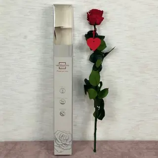 Rosa Preservada XL