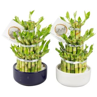 Bambus norocos aranjament