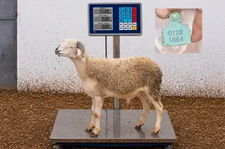 01281884 - 55 Kg