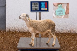 01281884 - 55 Kg