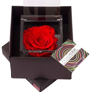 Rosa perfumada pequeña.