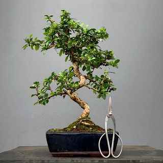 Bonsái Carmona BonsaiGranada Foto Genérica 10 años