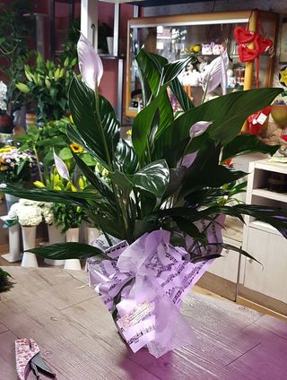 Spatihiphyllum o spatifillo