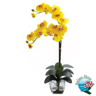 Pianta di orchidea phalaenopsis gialla