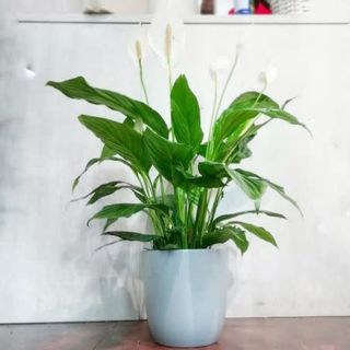 Spathiphyllum 