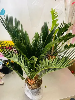 Pianta Cycas