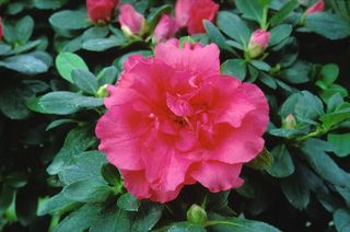 Piante azalea un pezzo