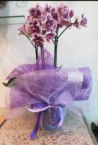 Orquídea Embalada