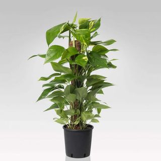 Pianta di POTHOS Potos rampicante