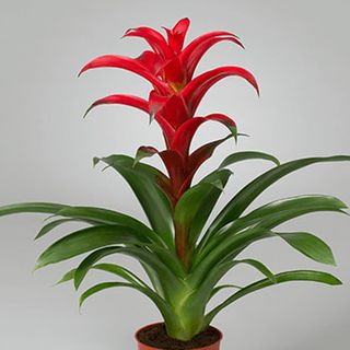 Guzmania