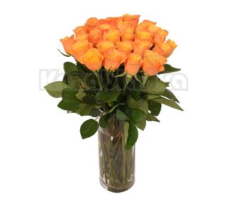 Narandžasta ruža (RCIR 08)