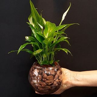 Spathiphyllum 