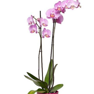 Orquidea rosa
